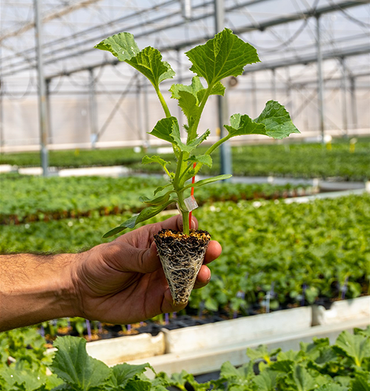 Aşılı Domates Fidesi