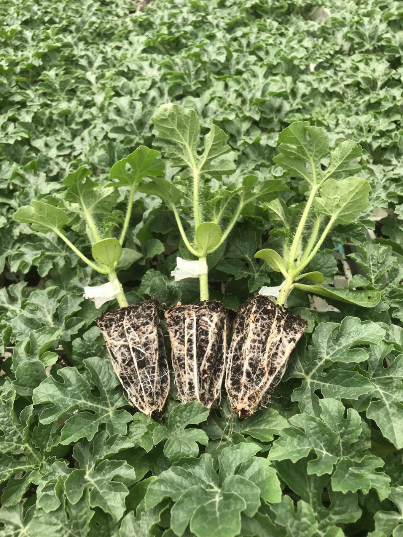 Aşılı Karpuz Fidesi